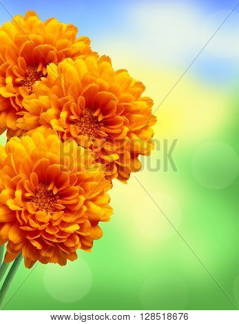 Orange chrysanthemum autumn flower over bright nature background