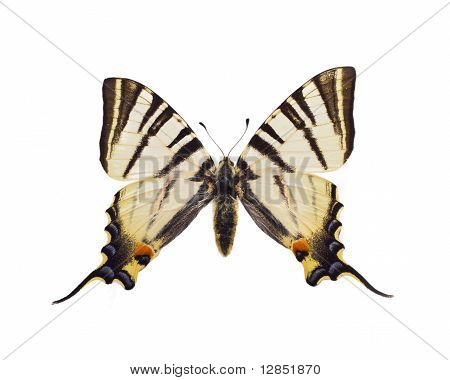 Iphiclides podalirius