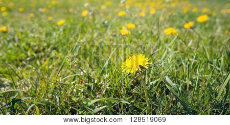 Closeup of a yellow blossoming dandelions in the fresh green grass on a sunny day in the spring season.