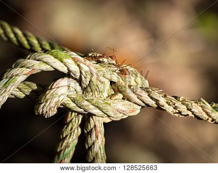 Red ants on the old rope and bokeh on background