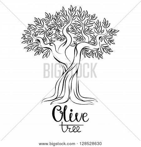Olive tree vector illustration. Olive oil. Vector olive tree for labels, pack. Hand drawn olive tree vector illustration. Olive tree contour image.