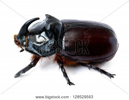 insects rhinoceros beetle on white background isolate