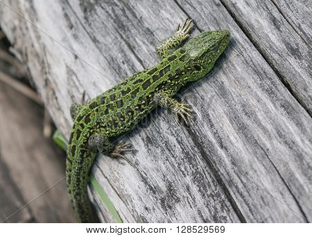 Green lizard on an old tree in a spring forest