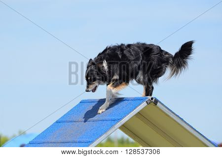 Mixed-Breed Dog Climbing an A-frame at Dog Agility Trial