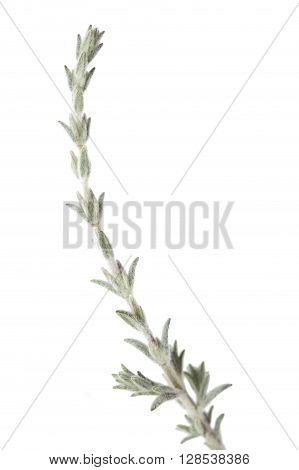Flora Of Gran Canaria - Small Branch Of Micromeria