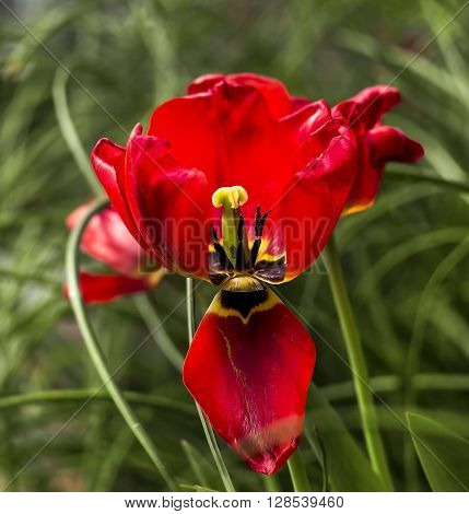 Opened tulip flower with a bendt leaf.