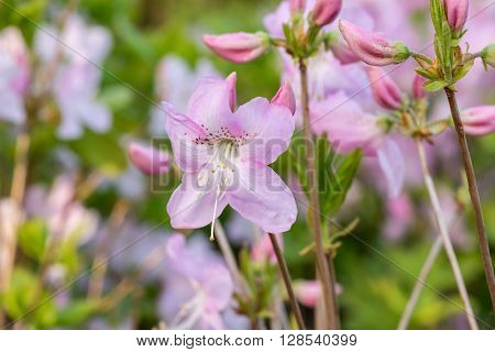 Blooming rhododendron in the botanical garden.  We see the spring bloom in the Botanical Garden in Kiev.