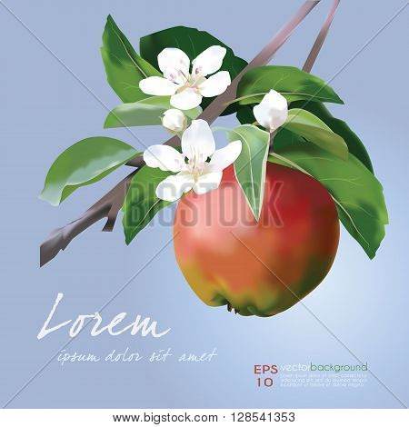 Apple Blossom and Fruit vector illustration. Floral banner for food and cosmetics package labeling, greeting cards, invitations, life events announcements, decals. Sample text. Editable