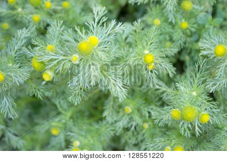 Wild Chamomile. Pineappleweed. Defocused green leaves and flowers background