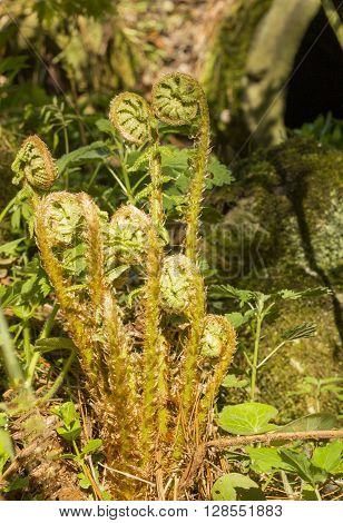Young sprouts of fern, spring day in the garden