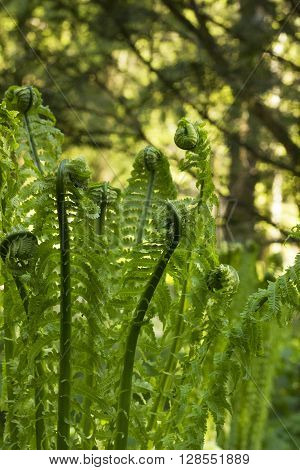 Young sprouts of fern, spring day in the garden