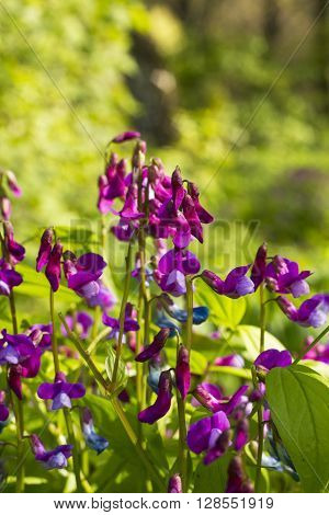 Baptisia flower. The family of legumes. Spring day