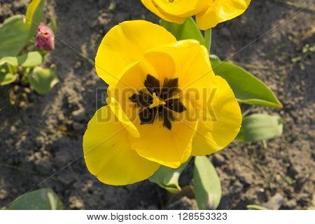 beautiful yellow tulip in the botanical garden, spring time, flower
