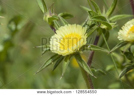 Flora Of Gran Canaria, Flowering Carlina Texedae