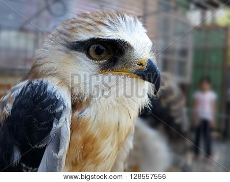 Young black shouldered kite (Elanus axillaris) kept in cage.