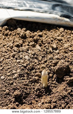 Asparagus head shoots above the soil ready for harvesting with black film in the background that is used to cover the plants for quicker development during the still light spring sun.