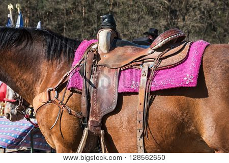The horse with rodeo equipment for cowboys and cowgirls - leather saddle ready for riding