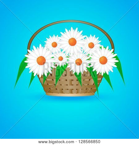 summer basket with daisies on a bluw background