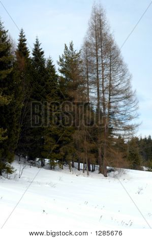 Paesaggio invernale