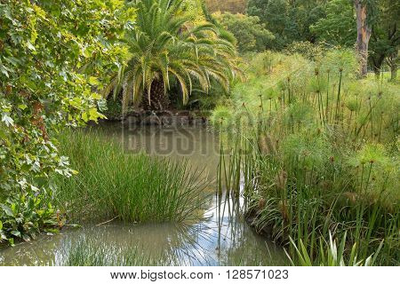 Common Spike rush, Cyperus papyrus, pickerelweed, and other aquatic plants growing in water in the garden, pond area in Australia