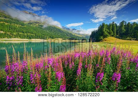 Amazing sunny day at Champferersee lake in the Swiss Alps. Silvaplana village, Switzerland, Europe.