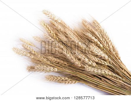 Wheat ears isolated on the white background