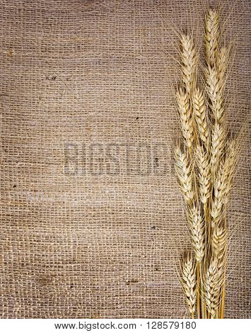 The beautiful wheat over the canvas background