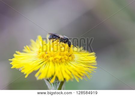 fly insect on a flower coltsfoot close up
