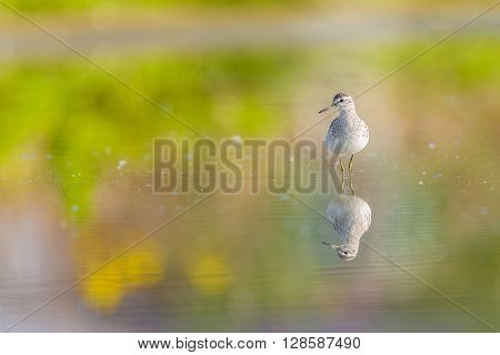 Green sandpiper reflecting in a pond with blurry background