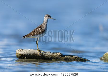 Green Sandpiper