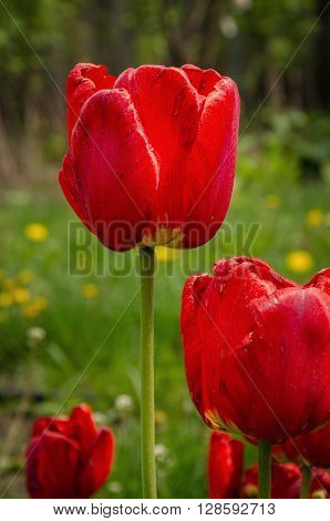red tulips in the spring garden on background of dandelions