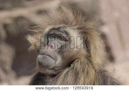 Portrait Of African Baboon In The Open Resort, Magdeburg, Germany