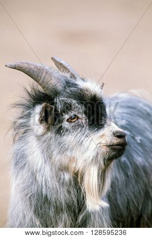 Baby Goat also refereed to as Goat kid