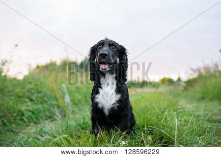 Black Dog Spaniel on a green grass lawn