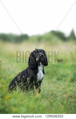 Black Dog Spaniel on a green grass lawn