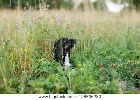 Black Dog Spaniel on a green grass lawn