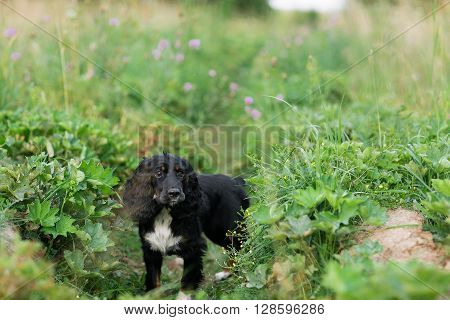 Black Dog Spaniel on a green grass lawn