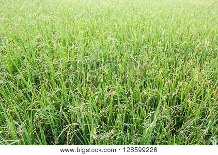 Green rice in the fields rice background
