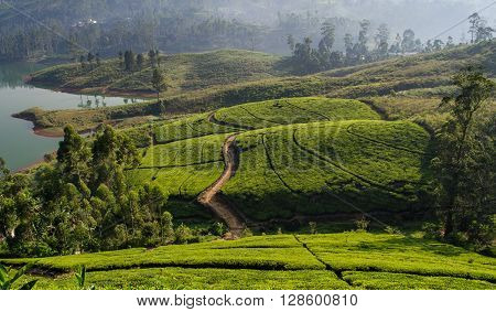 Tea plantation in up country near Hatton, Sri Lanka