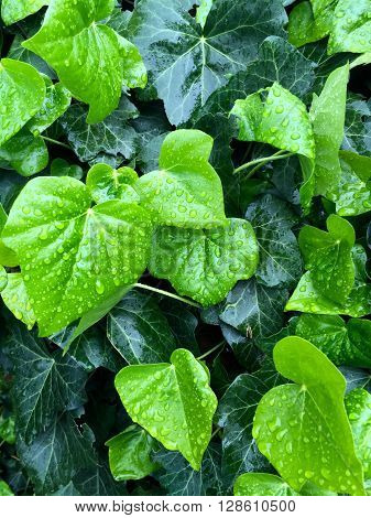 New ivy leaves after rain in the garden