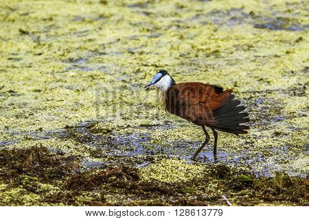 Specie Actophilornis africanus family of Jacanidae, lily-totter in a pond, Kruger park
