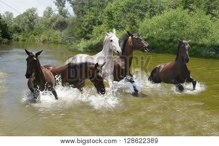 Group of horses galloping on the water quickly