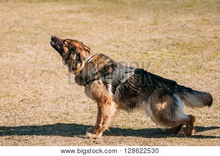 Furious German shepherd dog training. Biting dog. Alsatian Wolf Dog. Deutscher, dog