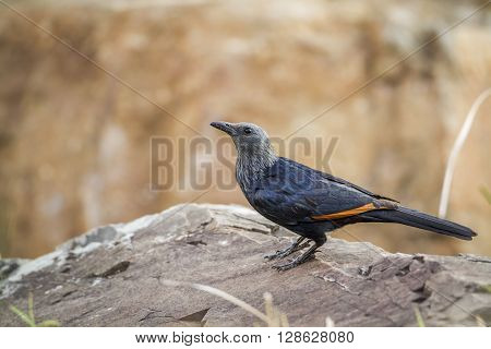 Specie Onychognathus morio family of sturnidae, Red-winged, Starling in Kruger Park
** Note: Soft Focus at 100%, best at smaller sizes