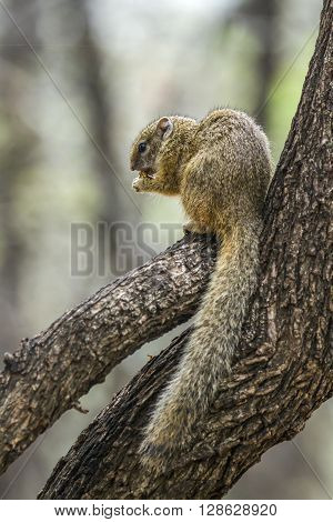 Specie Paraxerus cepapi family of Sciuridae, yellow-footed squirrel, Smith bush squirrel on a branch