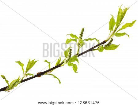 Bird cherry stem with buds isolated on white background. Prunus padus