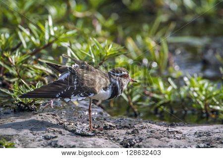 Specie Charadrius tricollaris family of Charadriidae, Three-banded, Wading