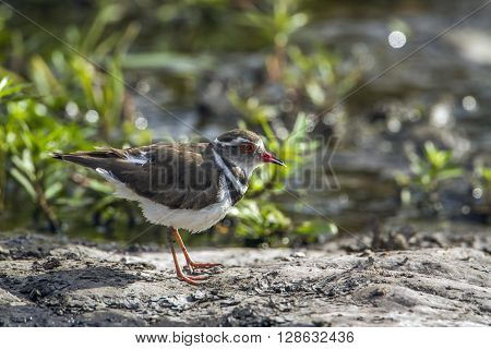 Specie Charadrius tricollaris family of Charadriidae, Three-banded, Wading