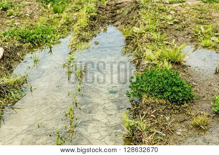 Shot to a countryside ground after rain with a pond formed after the rain