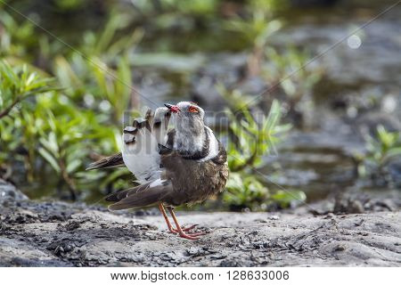 Specie Charadrius tricollaris family of Charadriidae, Three-banded, Wading
** Note: Soft Focus at 100%, best at smaller sizes